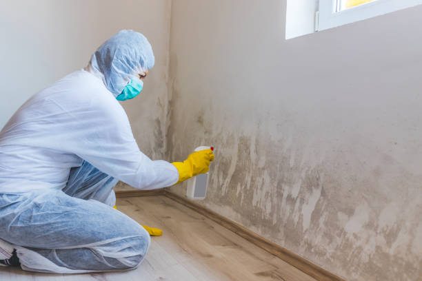 Licensed Black Mold Remediation service in Traverse City, MI - Car Mold Remediation