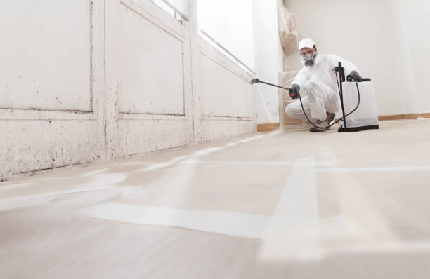24/7 Emergency Black Mold Remediation experts in Traverse City, MI