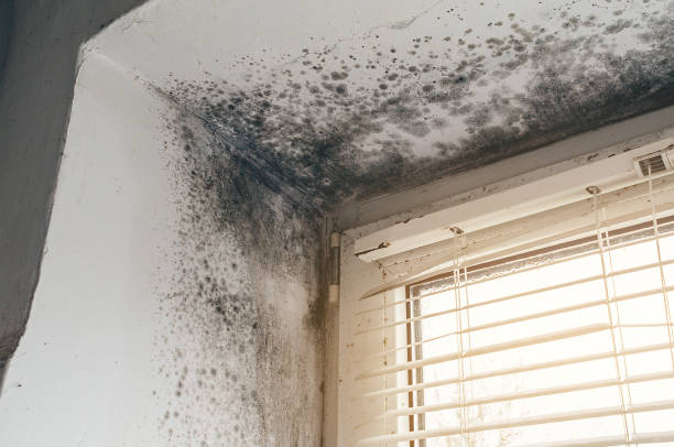 Affordable Black Mold Remediation solutions in Traverse City, MI