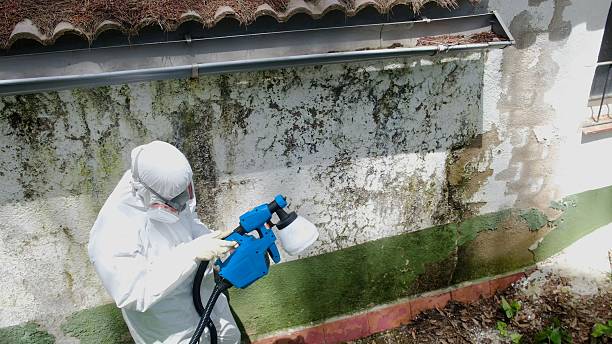 Top rated local Black Mold Remediation specialists in Traverse City, MI